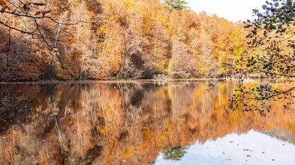 Autumn leaves falling into the lake, magnificent autumn view, bolu Yedigöller National Park