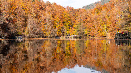 Autumn leaves falling into the lake, magnificent autumn view, bolu Yedigöller National Park