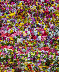 Obraz premium Closeup bouquet's of beautiful natural flowers, flower wall of a thousand styles and colors, Valencia flowers Fallas