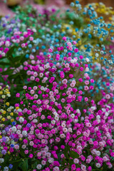 Obraz premium Mimosa, mimosa flowers, fullcolor mimosas flowers, mimosas flowers in her decoration basket