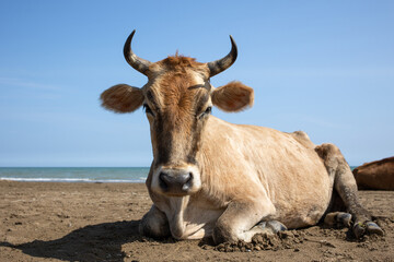 Red cow chewing grass, close-up, sunny day and blue sky