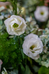 Bouquet white roses flowers. Rose wedding backgrounds. Closeup roses in the garden, isolated natural painting