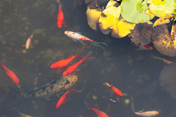 Koi carp, a flock of beautiful red fish in a pond, freshwater ecosystem, urban lakes