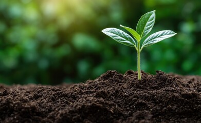 Fototapeta premium young plant growing in soil