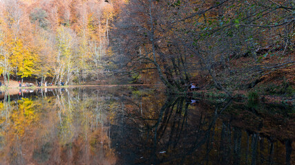 Autumn leaves falling into the lake, magnificent autumn view, bolu Yedigöller National Park