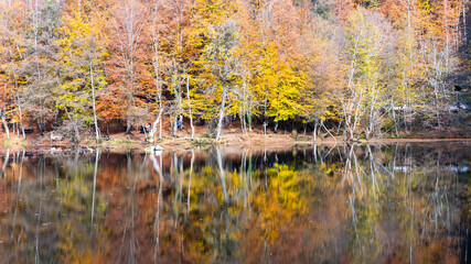Autumn leaves falling into the lake, magnificent autumn view, bolu Yedigöller National Park