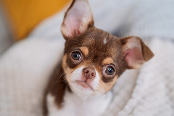 Portrait of a small brown and white puppy looking directly at the camera indoors