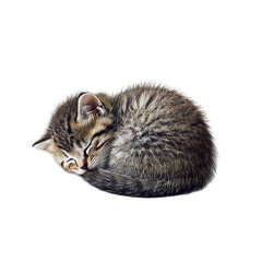 Adorable Sleeping Kitten Curled Up Peacefully