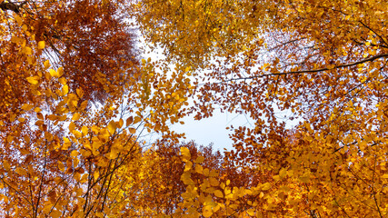 Autumn leaves falling into the lake, magnificent autumn view, bolu Yedigöller National Park