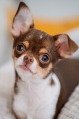 Closeup of a brown and white chihuahua puppy with attentive gaze and soft fur lying comfortably