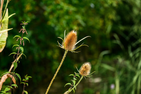 Wild Teasel: Two dried teasel seed heads stand tall against a blurred green background, capturing the beauty of late summer.