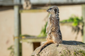 A slender meerkat stands tall on a sunlit rock, its head turned in profile revealing delicate facial features, against a softly blurred building background.