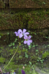 Beautiful Bloom of Oxalis Flower in Full Color