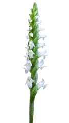 Spiranthes ovalis | Lesser Ladies' Tresses |October Ladies' Tresses | Oval Ladies' Tresses | Native North American Orchid Wildflower Isolated on White Background