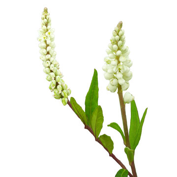 Polygala senega | Seneca Snakeroot | Native North American Wildflower Isolated on White Background 