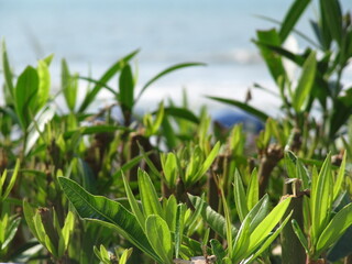 Green Plant Along the Beach