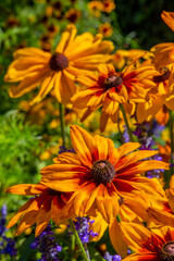 Bouquet of wild flowers in the garden, ful color cotaggecore flowers, cottagecore flowers in the garden in basket too, yellow, violete, white, orange wild flowers