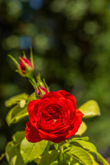 Bouquet red roses flowers. Rose wedding backgrounds. Closeup roses in the garden, isolated natural painting, perfect for card writing invitation