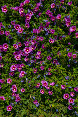 Flowers wall texture, isolated fence flowers in the garden, closeup violete flowers, petals of flowers, garden separation fence