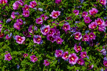 Obraz premium Flowers wall texture, isolated fence flowers in the garden, closeup violete flowers, petals of flowers, garden separation fence