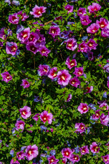 Flowers wall texture, isolated fence flowers in the garden, closeup violete flowers, petals of flowers, garden separation fence