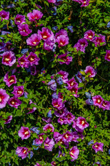 Flowers wall texture, isolated fence flowers in the garden, closeup violete flowers, petals of flowers, garden separation fence