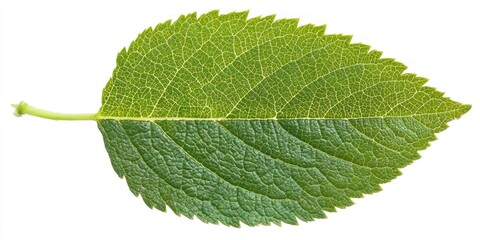 Fototapeta premium A Single Green Leaf with Prominent Veins and Jagged Edges