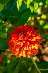 Calendula, flowers of calendula texture , isolated calendula flowers in the garden, closeup orange flowers, petals of Calendula flowers