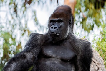 Close-up of a Western lowland gorilla with intense expression in a natural habitat surrounded by greenery and blurred background, highlighting its muscular build and facial features
