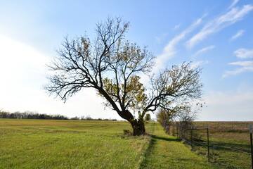 Lone Tree on a Hill in a Farm Field