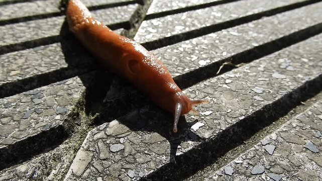 Spanish slug moving thru the pavement and navigating with eyes on the tentacles. Arion vulgaris terrestrial pulmonate gastropod mollusk hd video. Respiratory opening or pneumostome is visible on the r