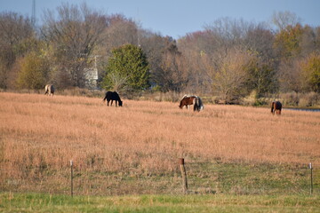 Horses in a Farm Field