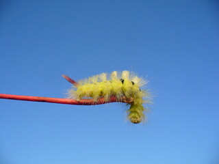 Yellow form hairy caterpillar of moth Pale tussock, Calliteara pudibunda on red stem in sunny day with blue sky - close-up. Topics: fauna, insect, season, macro, nature, garden, natural environment