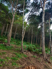 Gazing out through the towering pine forest