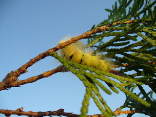 Yellow form hairy caterpillar of moth Pale tussock, Calliteara pudibunda on twig of green thuja in sunny day with blue sky - close-up. Topics: fauna, insect, season, macro, nature, garden, nature