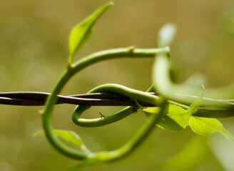 Swirling green stem