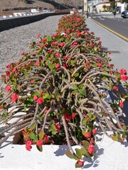 Christusdorn (Euphorbia milii)