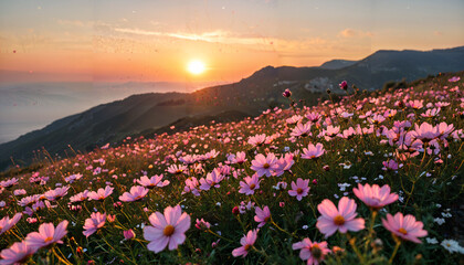 Obraz premium Coucher de soleil sur un champ de fleurs sauvages