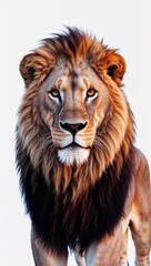 Obraz premium Royal Gaze: HD Majestic Lion Isolated on White