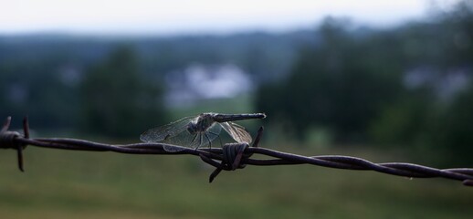 dragonfly 