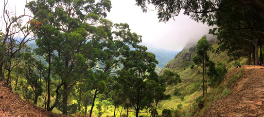 sun rays through the trees