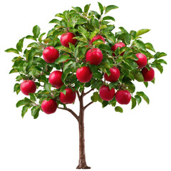 Obraz premium Lush Apple Tree with Ripe Red Apples