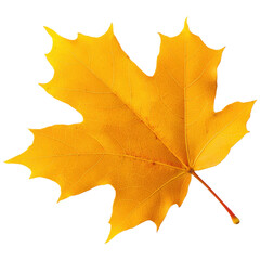 Fototapeta premium Vibrant Yellow Maple Leaf on White Background