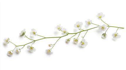 Delicate White Spring Flowers Branch Floral Arrangement Botany