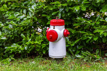 Fire Hydrant in Lush Greenery on Vancouver Island