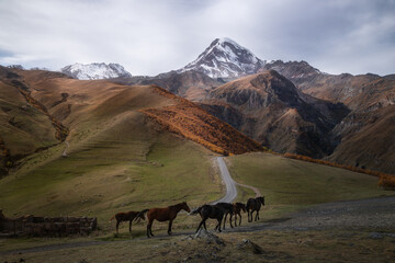 Mount Kazbek in Georgia with a herd of horses in the foreground, an autumn forest and road in the valley in the autumn. Caucasus Mountains. Greater Caucasus Range.