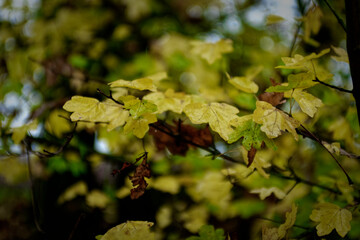 Fog outside the city on a cloudy autumn day in Bavaria.