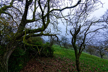 Fog outside the city on a cloudy autumn day in Bavaria.