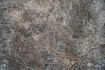 Tree roots creeping up the cement wall