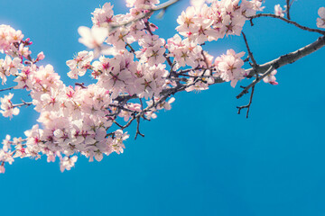 Almond blossom on the tree, winter flowers in the nature ambient, beautiful cherry blossom flowers,...